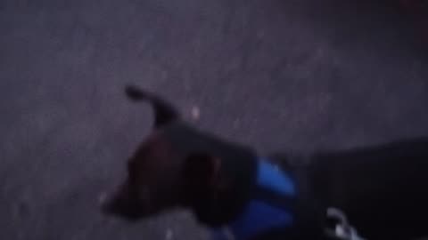 Kiko Villanova Paco @ midway rest stop of doggie walk late near sunset time of day20250619_980