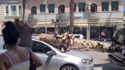 Rrëzohet palma në mes të bulevardit në Durrës, disa makina të dëmtuara (1)