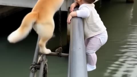 Familys_Guardian_Angel_Dog#dog_#pets_#shorts_Vi