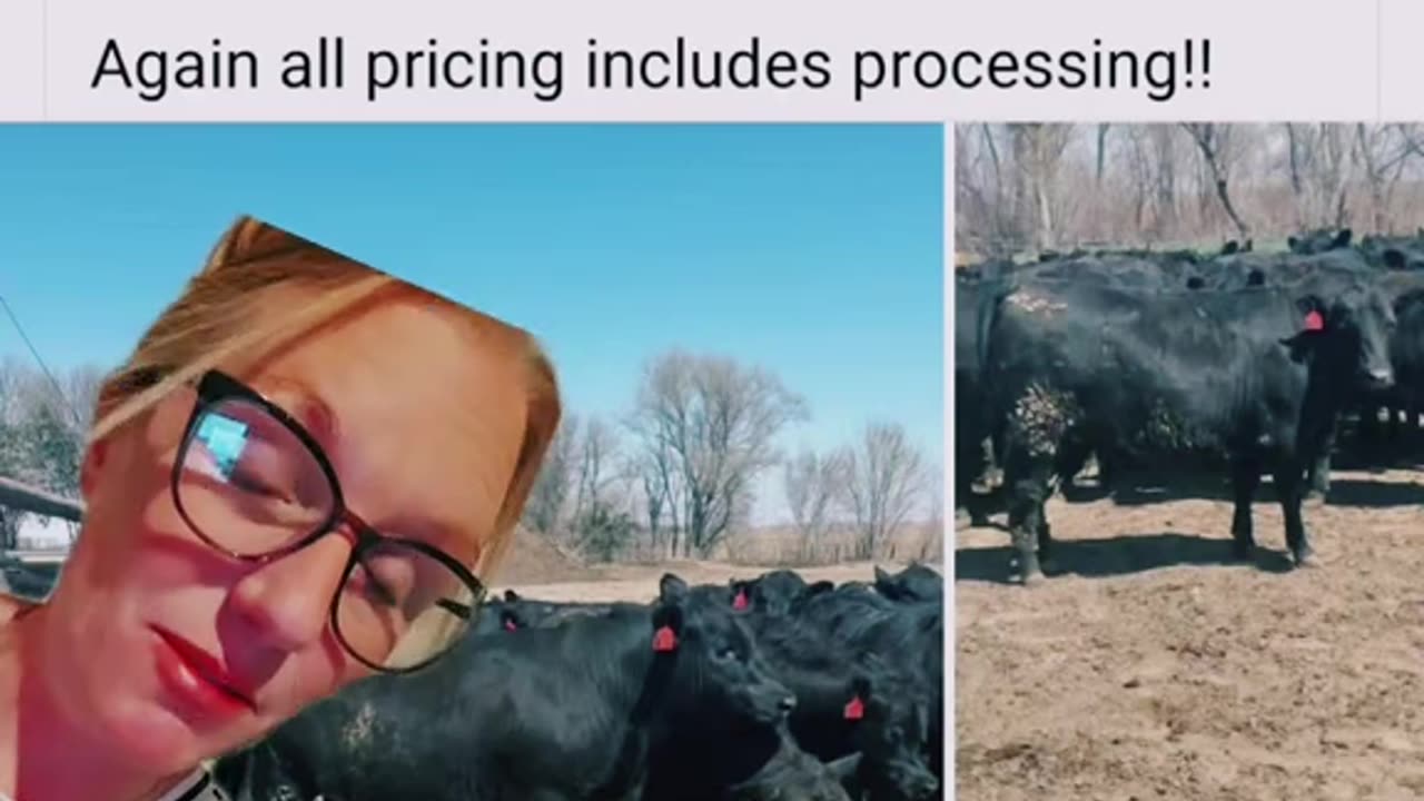 Shipwreck - More About Local Beef