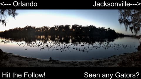 4K Live St. Johns River Cam: Florida Alligators & Wildlife 🐊🌿
