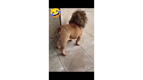Funny Animals