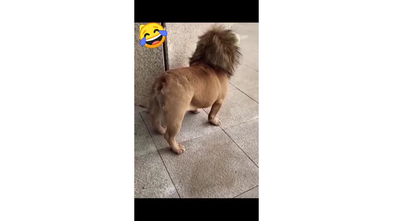 Funny Animals