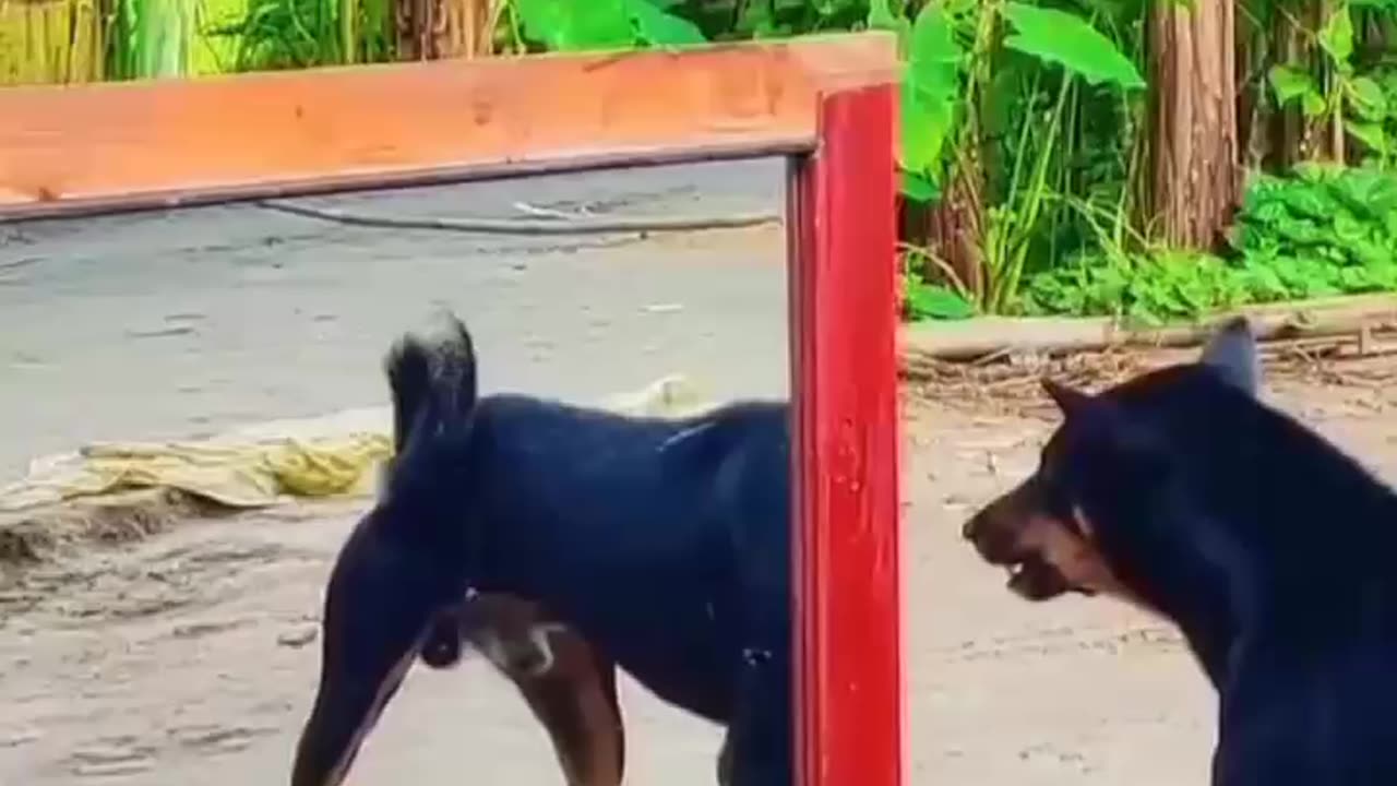 action dog