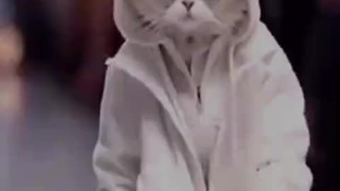 Cat fashion