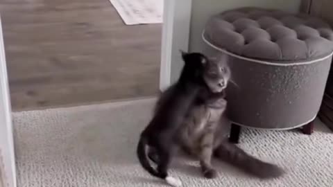 Cats Boxing Compilation 🥊😂