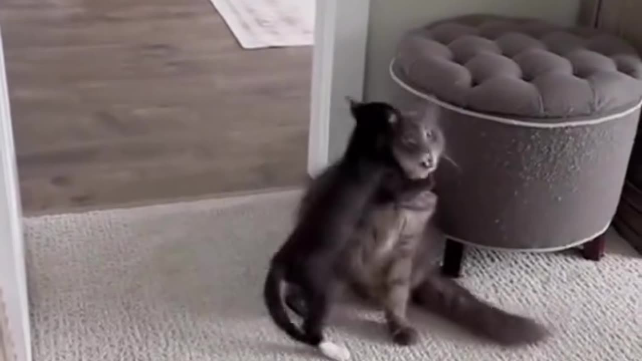 Cats Boxing Compilation 🥊😂