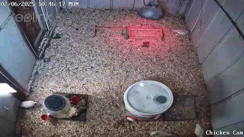 Millar Time Chicken Cam