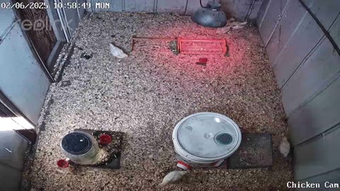 Millar Time Chicken Cam