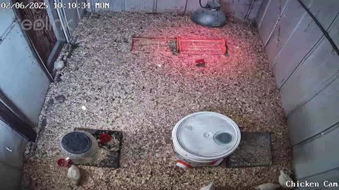 Millar Time Chicken Cam
