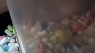 Wack a ferret!