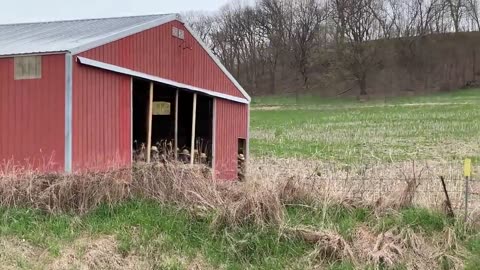 🤯✨ Watch An Amish Barn Move! Unbelievable Engineering | FeedMyCuriosity