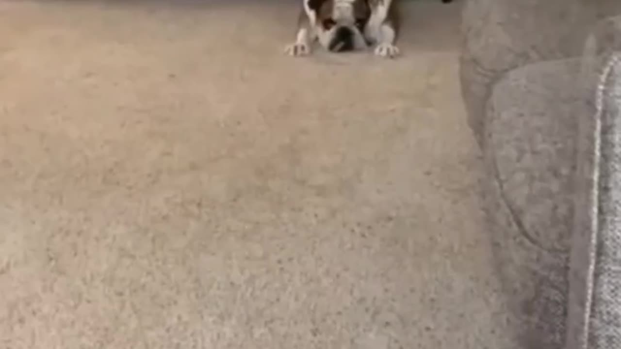 This Cat Compilation is Too Funny to Handle! 🐱😂