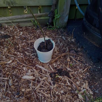 My Favourite Soundtrack When Working In The Garden!