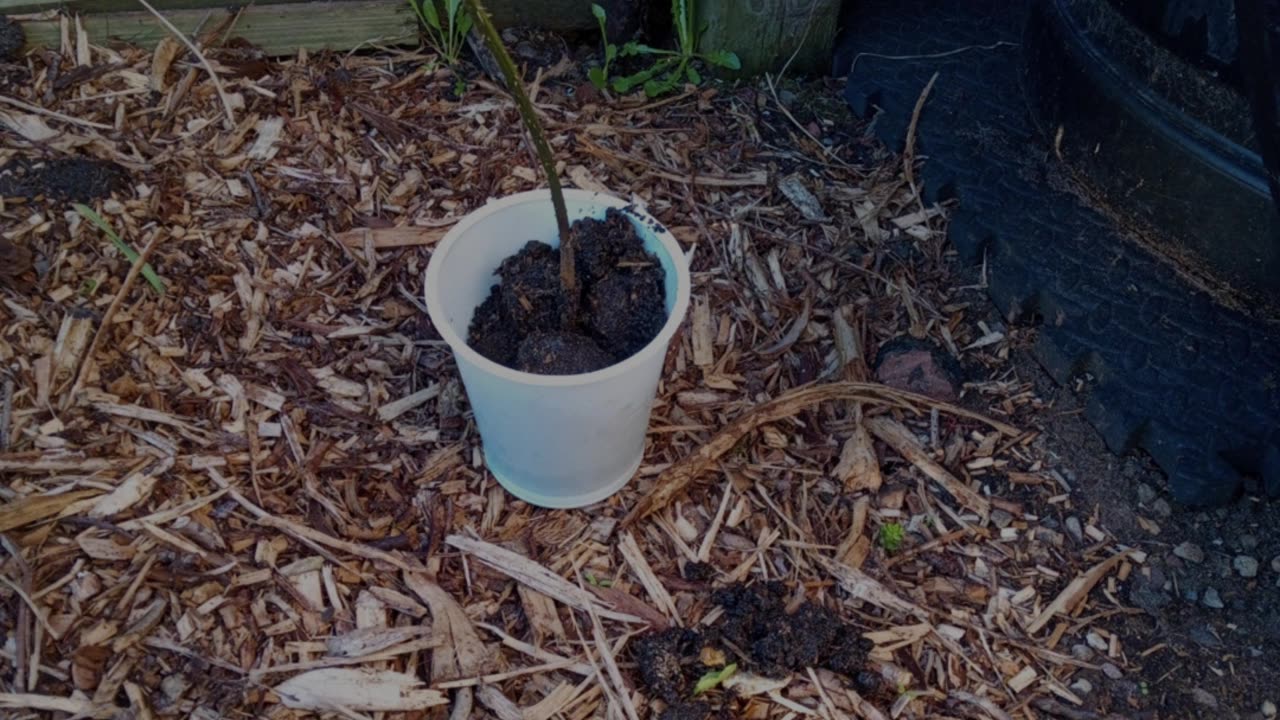 My Favourite Soundtrack When Working In The Garden!