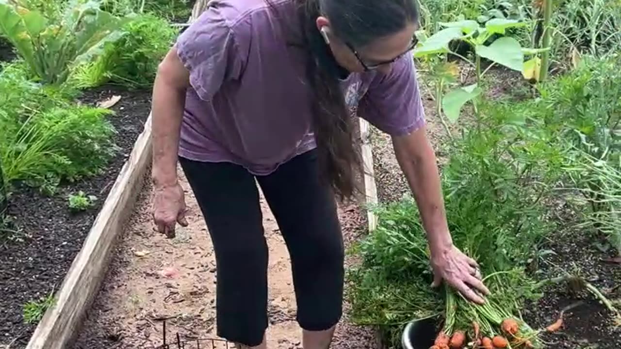 Carrots from the garden