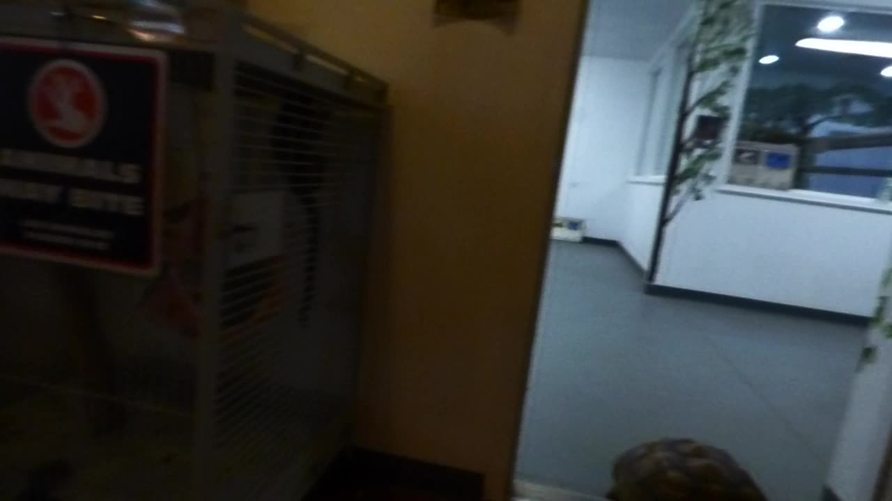 The new marmoset monkeys don't like the tortoise