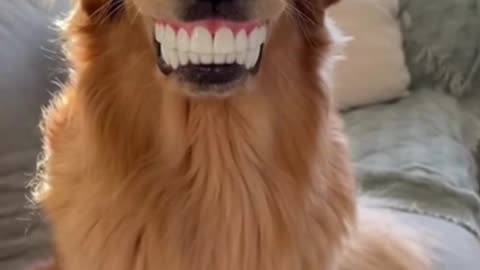 😂 Dog with Funny Teeth 😁 | Hilarious Pet Reactions | Cute & Funny Animal Video 🐶