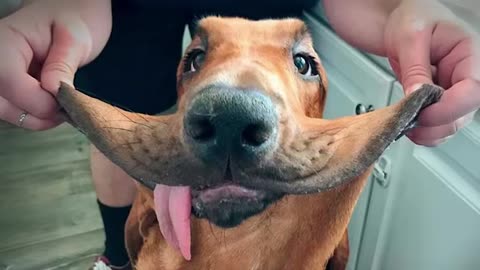 new funniest animal videos of July 2025