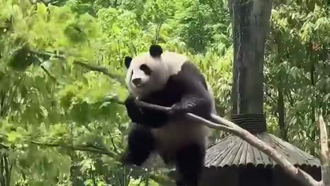 A panda never fails to put a smile on your face