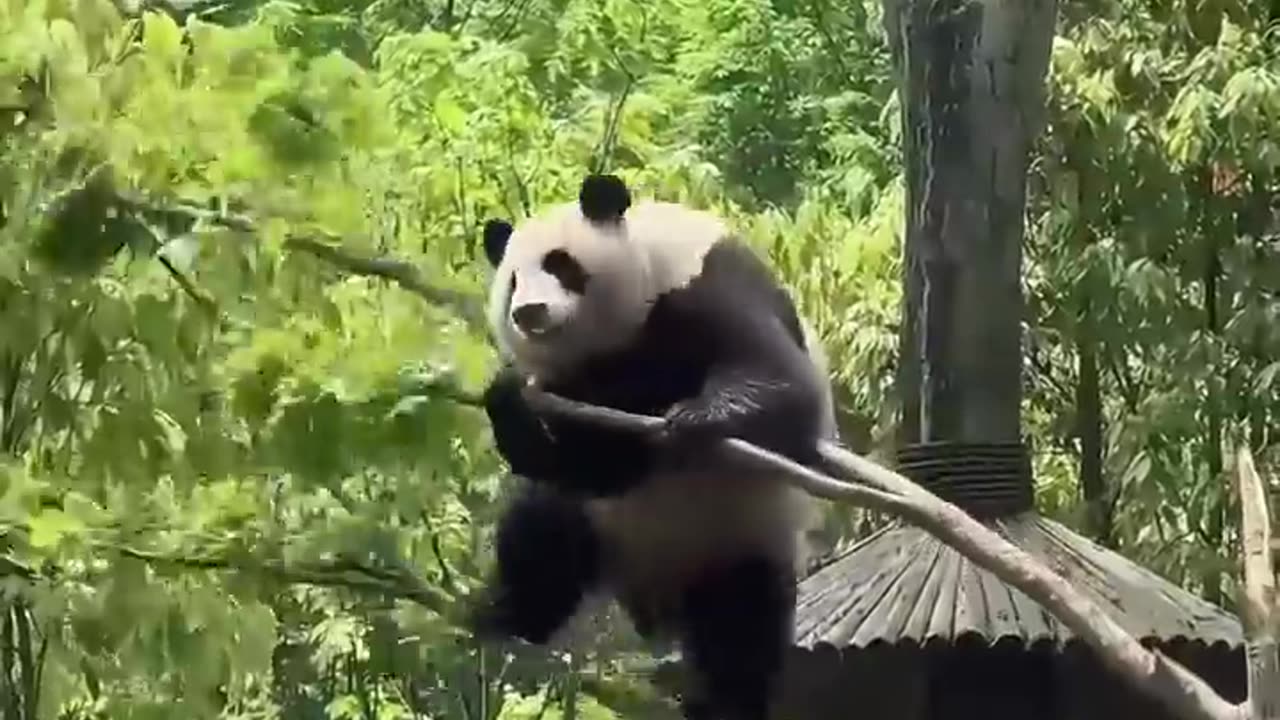 A panda never fails to put a smile on your face