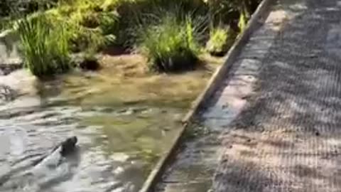 ONE Minute Of Blissful Zen -- Dogs Having Fun.