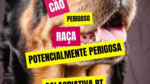 Curso Detentores De Cães Perigosos Ou Potencialmente Perigosos