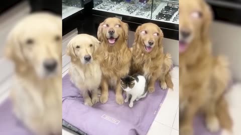 Try Not To Laugh 😂 Video Of Strange Reactions Of Dogs And Cats 2023 [Funny Pets]