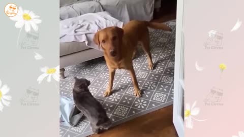 hilarious cats and dogs doing the funniest things part 28