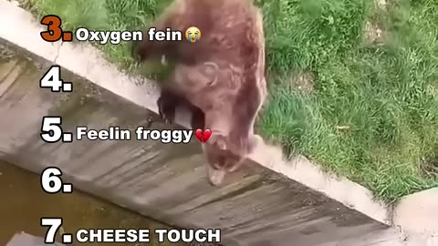 funny animal videos