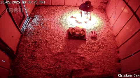 2025-05-23 - Millar Time Chicken Cam