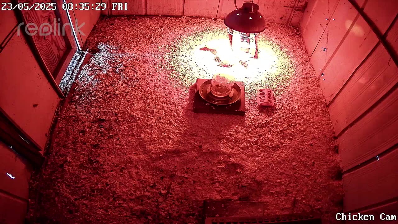 2025-05-23 - Millar Time Chicken Cam