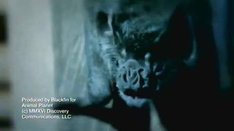 RAIVA O VIRUS MORTAL