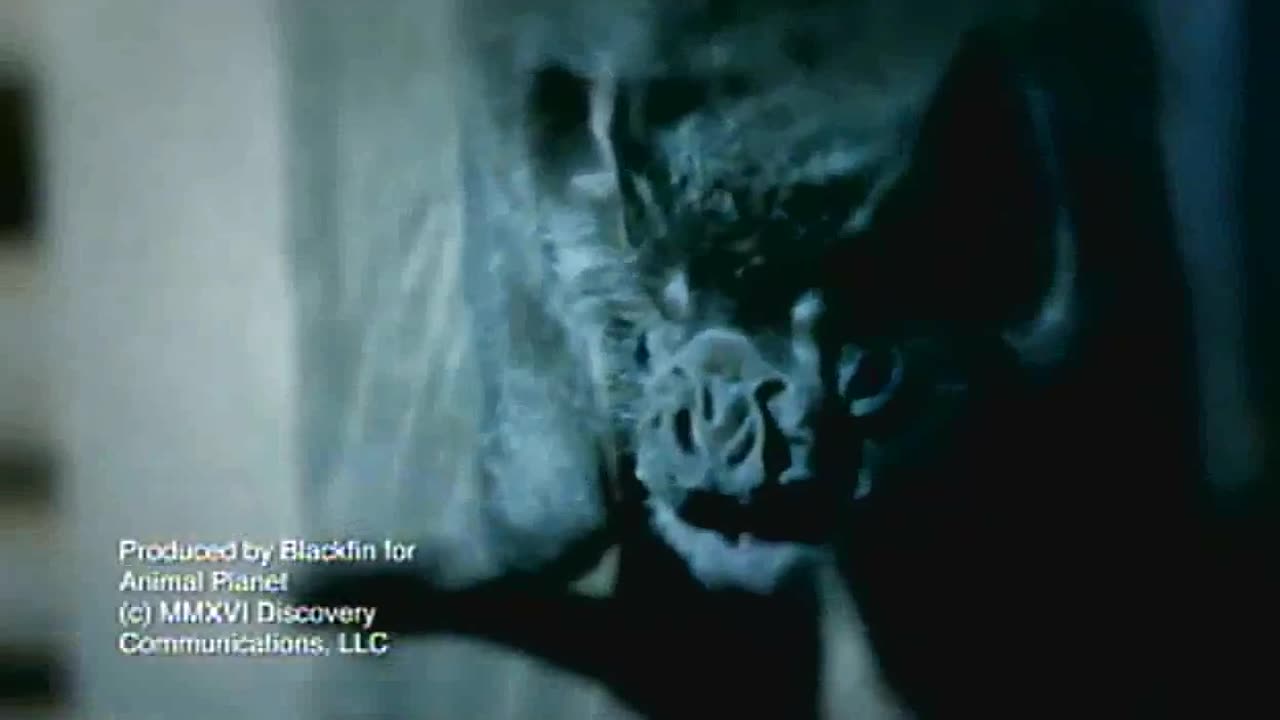 RAIVA O VIRUS MORTAL