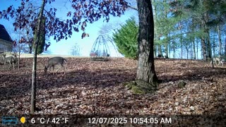 The Woods – 12/08/2025