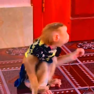 Compilation Funny Monkey