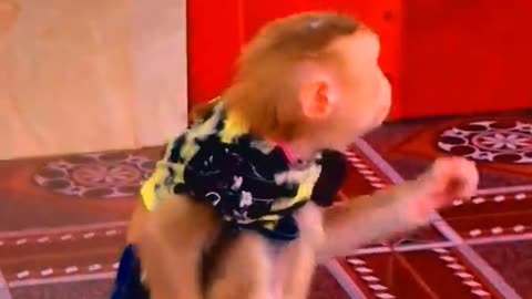 Compilation Funny Monkey