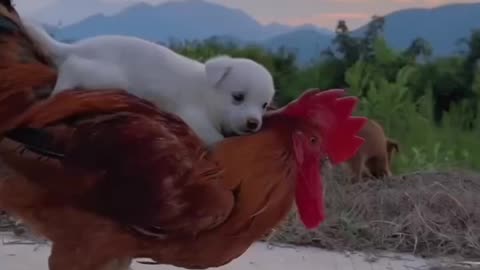 Funny Dogs