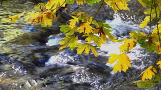Forest River Meditation Music | Nature Sounds for Deep Relaxation & Inner Peace