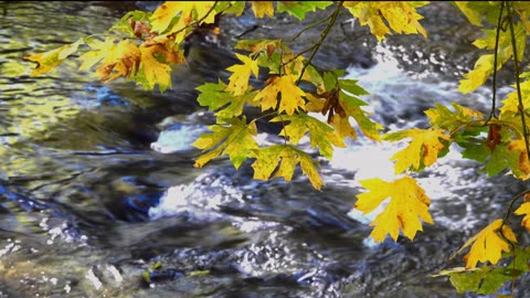 Forest River Meditation Music | Nature Sounds for Deep Relaxation & Inner Peace