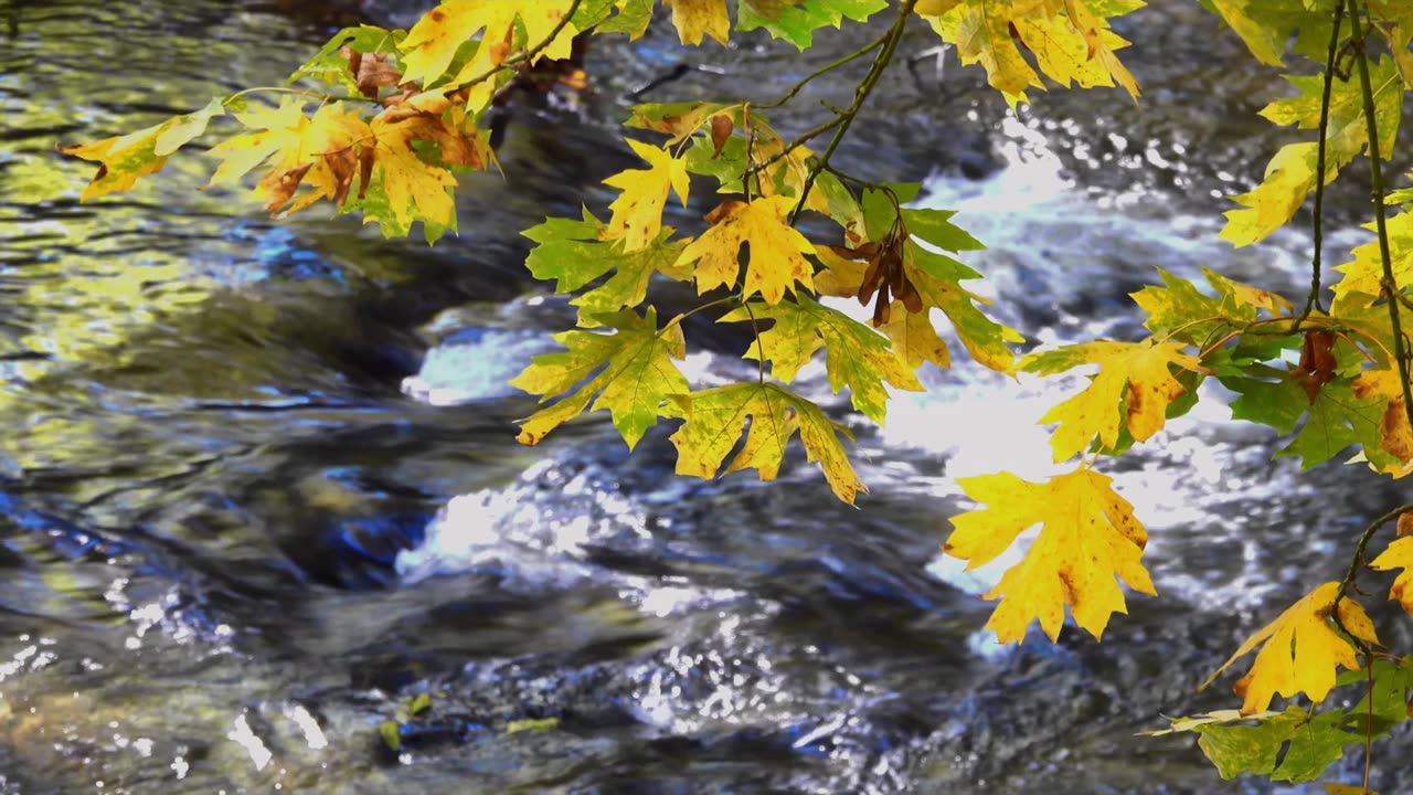 Forest River Meditation Music | Nature Sounds for Deep Relaxation & Inner Peace