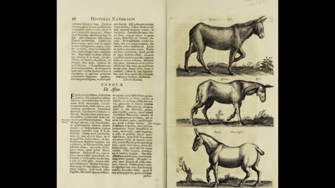 The real children of Israel 1