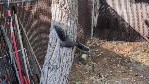 😂🐿️ You Won't Believe This Squirrel's Antics! | FunFM