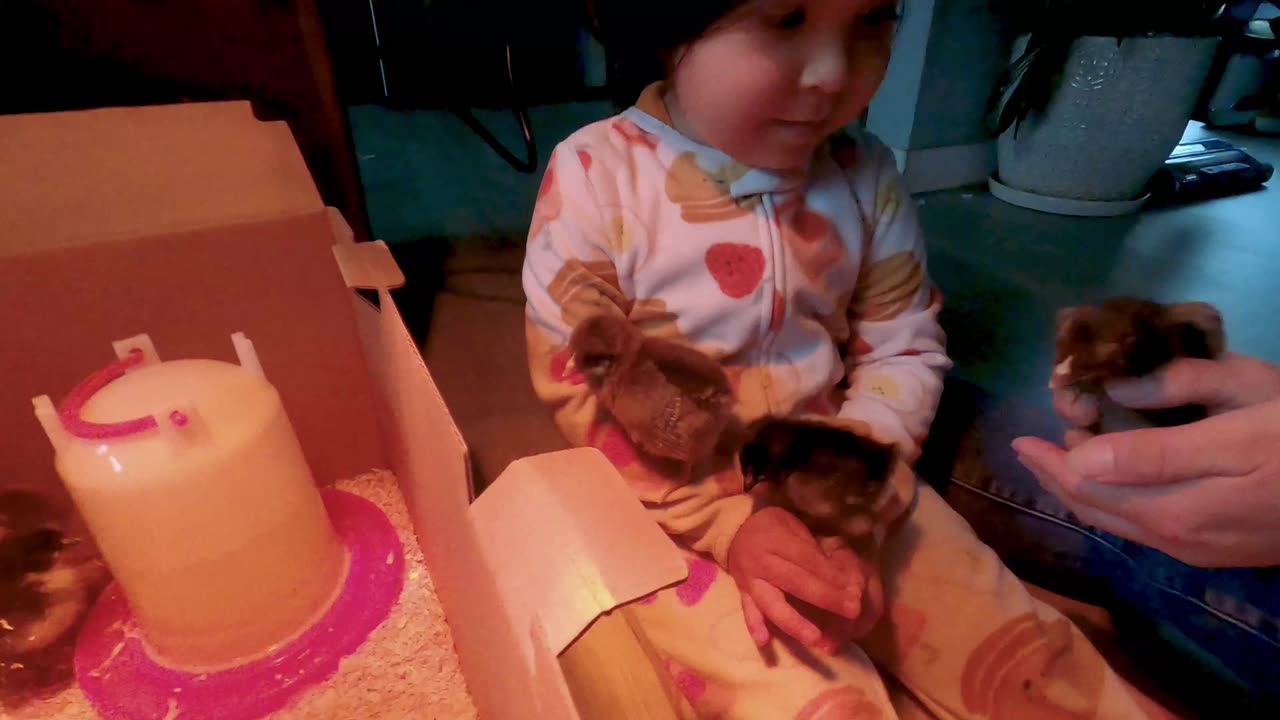 Day 1 - Baby Chickens come home