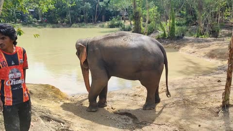 Love Elephant Sanctuary ll. (Krabi - Ao Nang, Thailand)