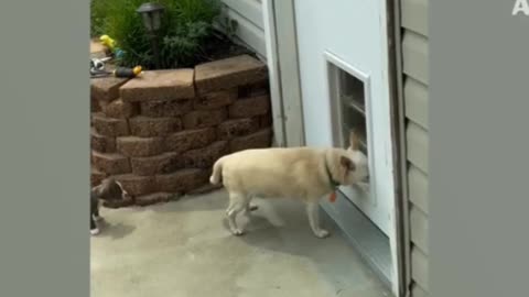 EPIC ANIMAL FAIL🙉🙈🙊💯🔥 PART 13