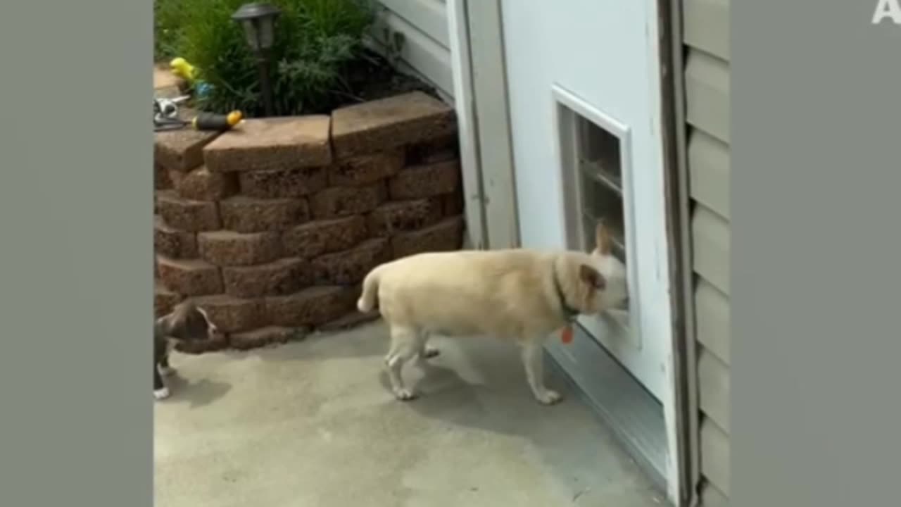 EPIC ANIMAL FAIL🙉🙈🙊💯🔥 PART 13