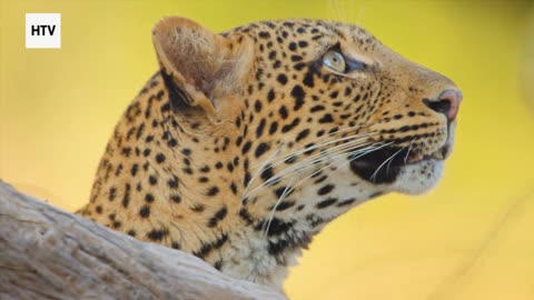 Cheetah & African Wildlife #3 - Amazing Big Cats and Safari Life