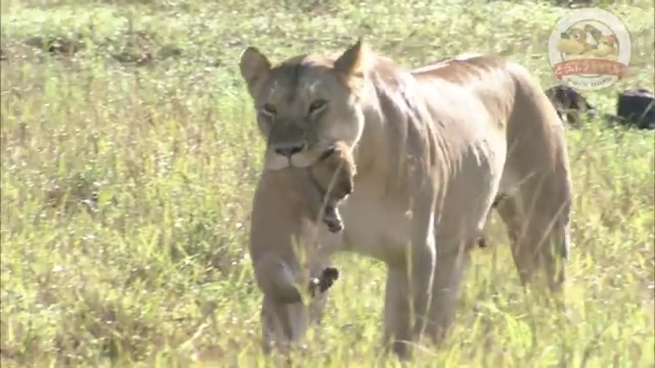animals