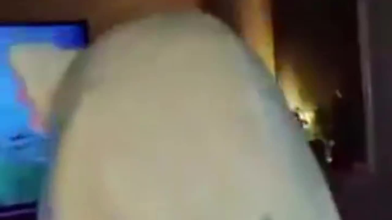 neco arc thug shaker